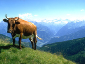 Ausblick auf die Berge von Viehhofen nahe Saalbach